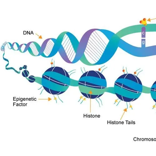 Epigenetik: Genlerin Ötesindeki Kalıtım